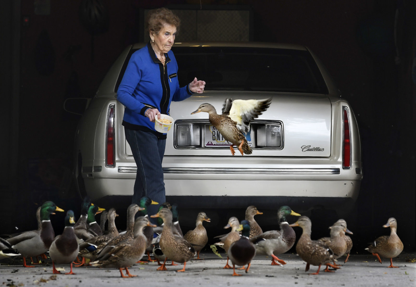 Lunchtime for a plump of ducks